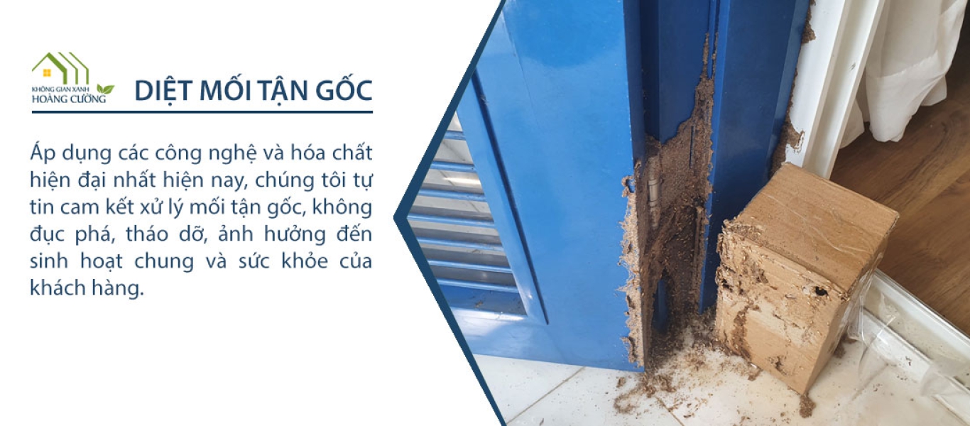 dịch vụ diệt mối tận gốc