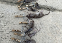 Dịch vụ diệt chuột tại Đồng Nai Dịch vụ diệt chuột tại Đồng Nai