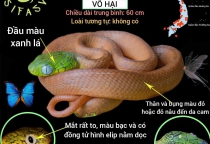 Dịch vụ bắt rắn tại Hà Nội Dịch vụ bắt rắn tại Hà Nội