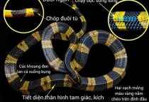 Dịch vụ bắt rắn tại Long An Dịch vụ bắt rắn tại Long An