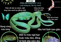 Dịch vụ bắt rắn tại TPHCM Dịch vụ bắt rắn tại TPHCM