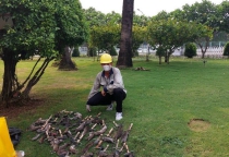 Dịch vụ diệt chuột tại Bình Dương Dịch vụ diệt chuột tại Bình Dương