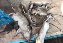 Dịch vụ diệt chuột