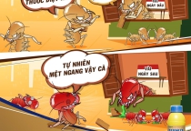 Diệt Mối Tận Gốc tại Phú Thọ - Công ty Hoàng Cường Diệt Mối Tận Gốc tại Phú Thọ - Công ty Hoàng Cường