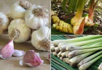 Làm sao để diệt mối hoàn toàn tự nhiên mà không cần dùng hóa chất? Làm sao để diệt mối hoàn toàn tự nhiên mà không cần dùng hóa chất?