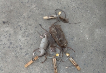 Dịch vụ diệt chuột tại Đà Nẵng Dịch vụ diệt chuột tại Đà Nẵng