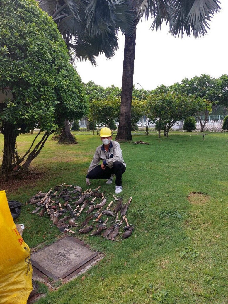 Dịch vụ diệt chuột tại Quận 1 TP. Hồ Chí Minh - Công ty diệt chuột tại Quận 1 Hưng Thịnh Pest Control diệt chuột tận gốc tại Quận 1