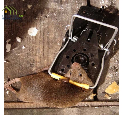 ĐÁNH BẮT CHUỘT