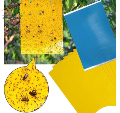 KEO BẪY CÔN TRÙNG