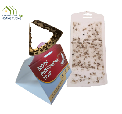 BẪY BƯỚM - NGÀI ẤN ĐỘ ( MOTH PHEROMONE TRAP )