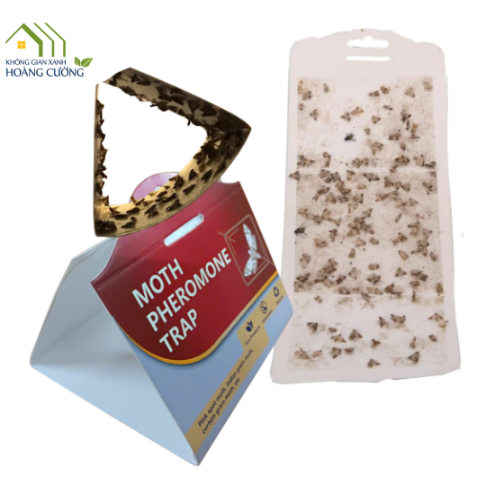 BẪY BƯỚM - NGÀI ẤN ĐỘ ( MOTH PHEROMONE TRAP )