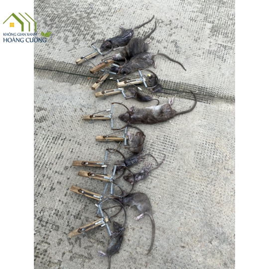 BẪY CHUỘT BÁN NGUYỆT